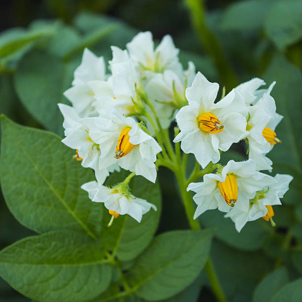 istock Beautiful white flower of potato 596813806