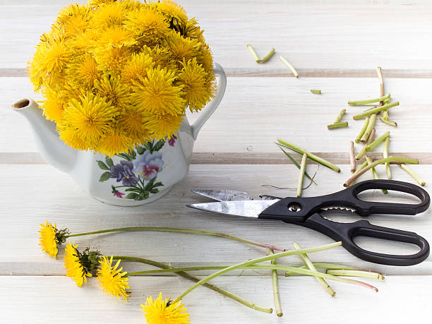 istock Dandelion flowers spring herbs and scissors 596814030
