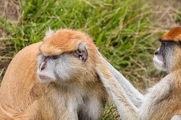istock Two Patas Monkeys Take Care Each Other 596814186