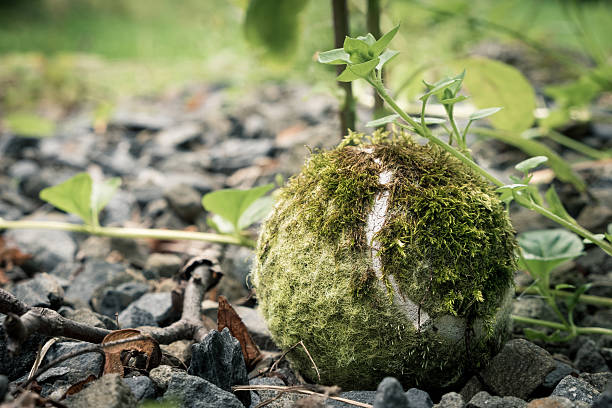 istock Old tennis ball in nature macro 596814628