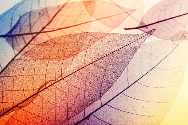 foglie di macro - leaf autumn macro leaf vein foto e immagini stock