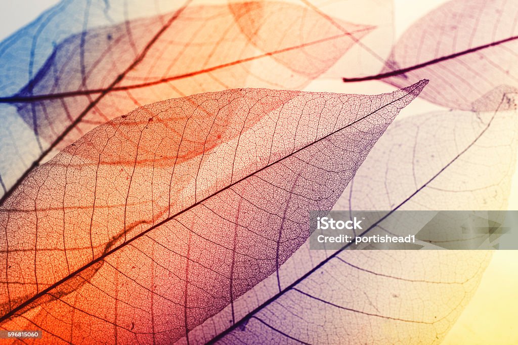 Macro leaves Multicolored macro leaves Autumn Stock Photo