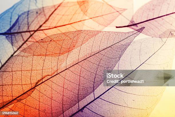 Macro Leaves Stock Photo - Download Image Now - Autumn, Leaf, Nature