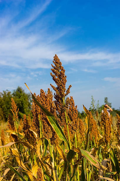 istock Sorghum against the blue sky closeup 596815274