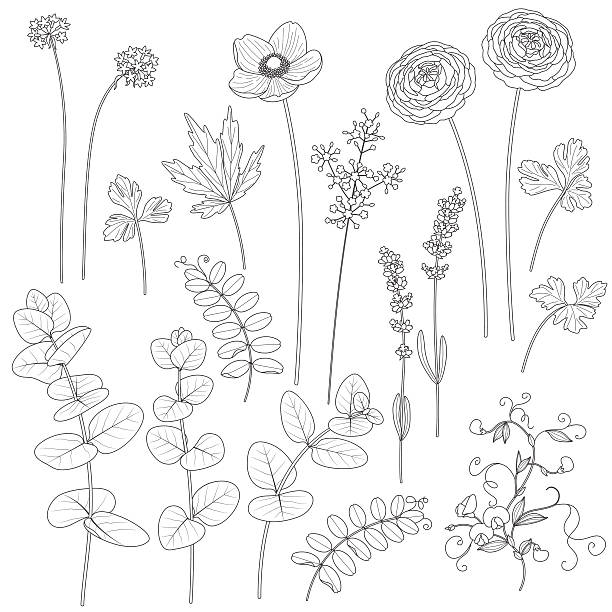 Set of contoured flowers and leaves. Set of leaves and flowers. Contoured image of plants. Black and white floral elements for coloring. buttercup family stock illustrations