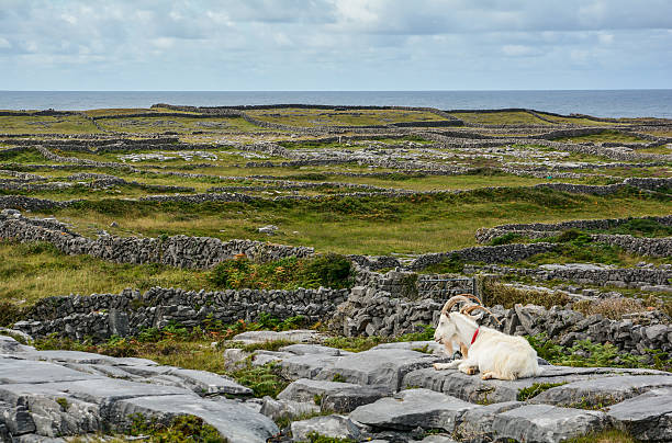 A goat resting on a rock, Inishmore, Aran Islands (Ireland)