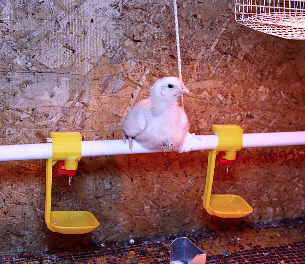 il giovane pollo da carne viene riscaldato da una lampada a infrarossi - brooder foto e immagini stock