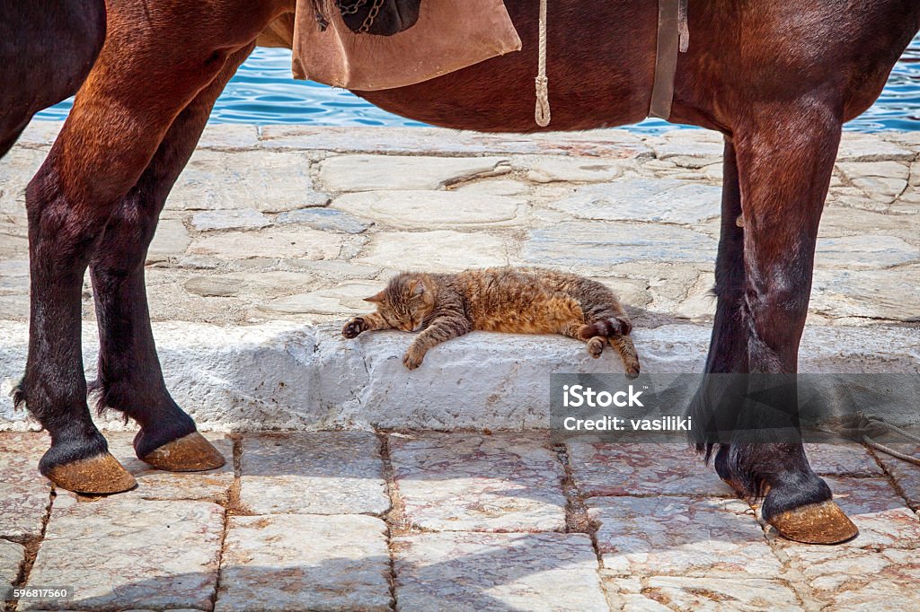 Cat sleeping in the shadow of a donkey Cat in the harbor of Hydra island, Greece, sleeping in the shadow of a donkey. Hydra - Greece Stock Photo