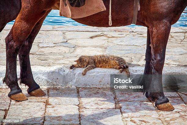 Cat Sleeping In The Shadow Of A Donkey Stock Photo - Download Image Now - Hydra - Greece, Greece, Donkey