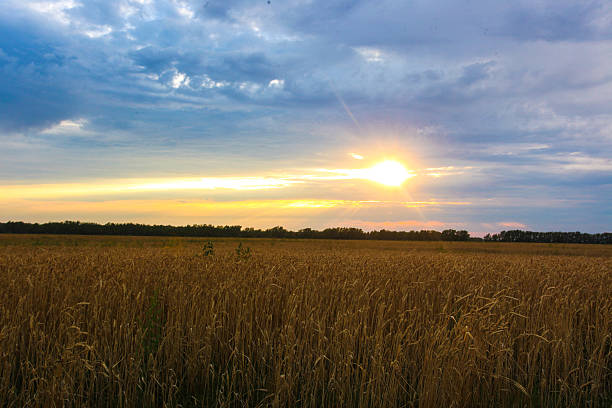 istock beautiful sunset on a wheat field 596817960