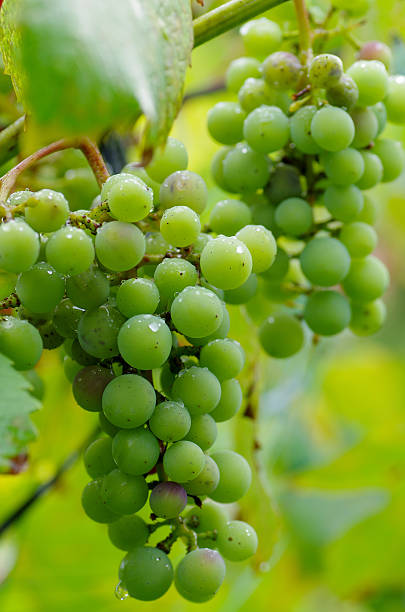 istock Bunch of young grape with dew drops. Summer, garden 596818122