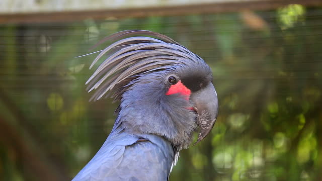 Palm Cockatoo Closeup