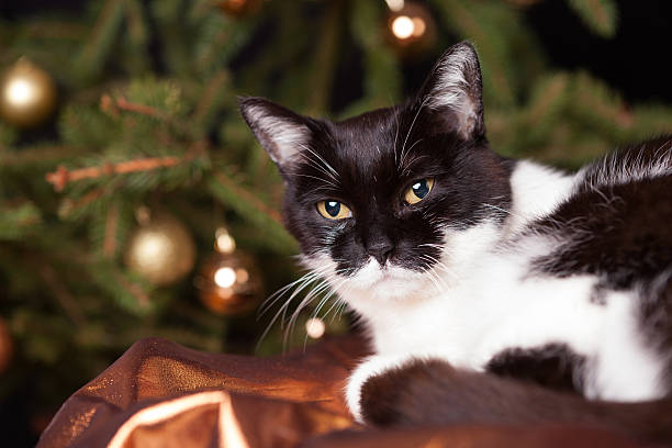 istock cat in front of christmas tree 597211552