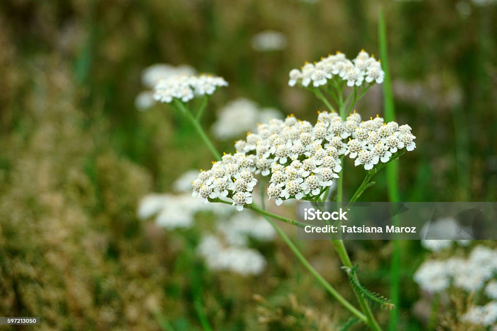 Medicinal plant Siberian Yarrow Medicinal plant Siberian Yarrow (Achillea millefolium). Pink flowers closeup Agricultural Field Stock Photo