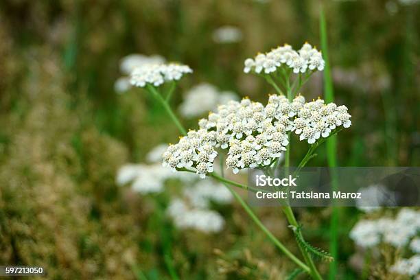 Medicinal Plant Siberian Yarrow Stock Photo - Download Image Now - Agricultural Field, Backgrounds, Beauty In Nature