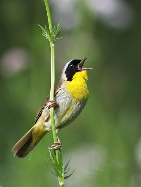istock Male Common Yellowthroat 597213468