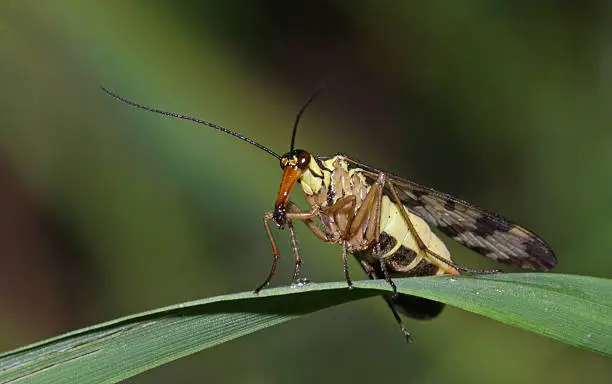 Male common scorpionfly (Panorpa communis)