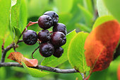 schwarze-chokeberry-im-garten.jpg?b=1&s=170x170&k=20&c=ZGRwmMo0W7vZpMZ6YfDqI00Jb51JSQOjROUYfc7n5jA=