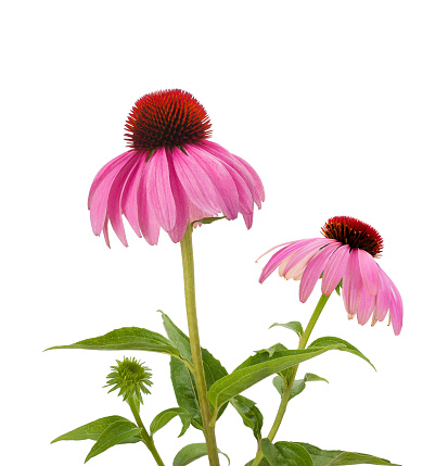 Purple Coneflowers isolated on white