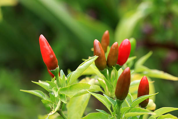 istock blurred background chilli peppers on the bush in the garden 597217302