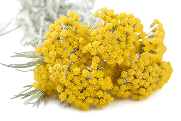 istock Yellow helichrysum flowers 597217404
