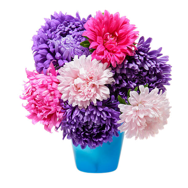 A bouquet of fresh asters in a vase. Isolated on a white background.