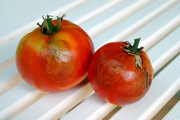 tomato disease: late blight of tomato stock photo