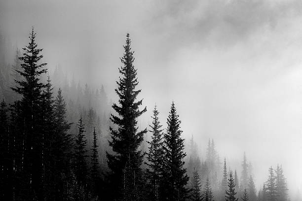 valle de la montaña del bosque - ambiente atmosférico fotos fotografías e imágenes de stock