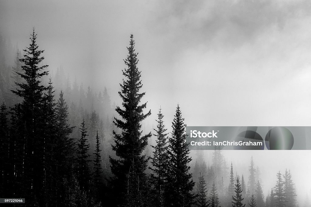 Forest Mountain Valley Landscape featuring a forest from a mountain valley.  Monochrome image. Forest Stock Photo