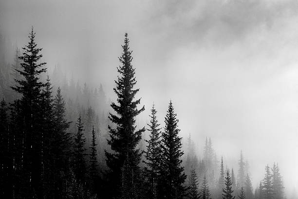 Forest Mountain Valley Landscape featuring a forest from a mountain valley.  Monochrome image. banff national park photos stock pictures, royalty-free photos & images