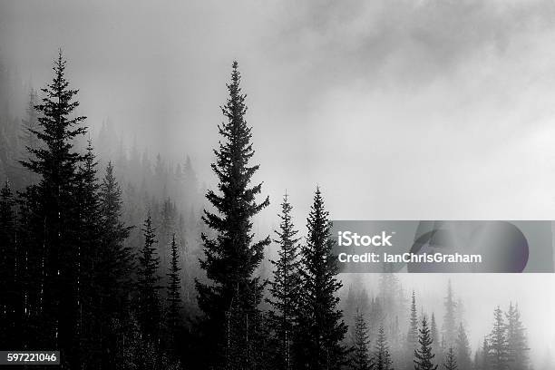 Forest Mountain Valley Stock Photo - Download Image Now - Forest, Fog, Black And White