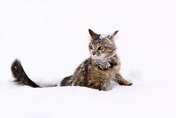 Photo cat sitting in the snow