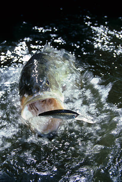 istock Largemouth Bass 4341 597221568