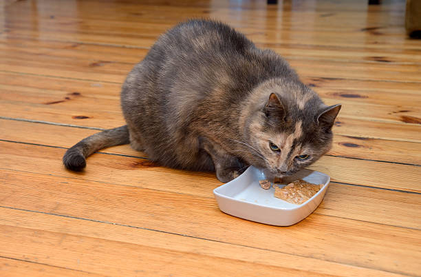 istock cat eating food from a bowl 597222028