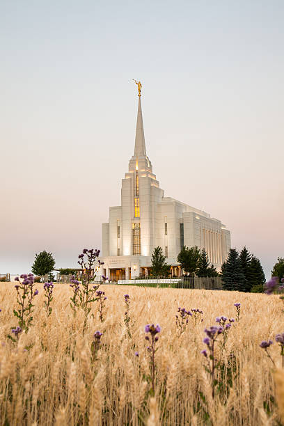 Rexburg Idaho Temple at Sunrise A wheat field with beautiful thistles acts as a foreground to the Rexburg Idaho Temple at sunrise. mormonism stock pictures, royalty-free photos & images