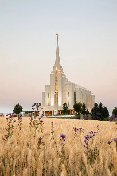 A wheat field with beautiful thistles acts as a foreground to the Rexburg Idaho Temple at sunrise.