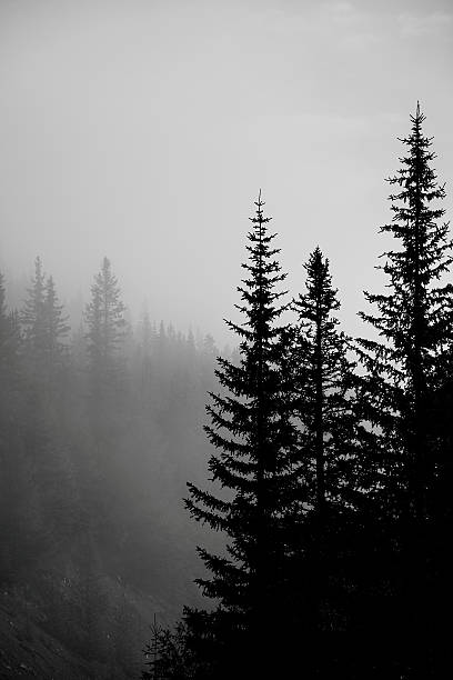 valle della montagna della foresta - lake louise national park landscape forest foto e immagini stock