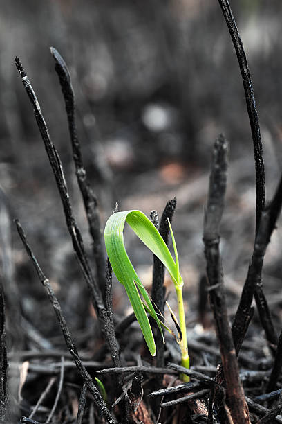 istock Green sprout on the ashes 597227950