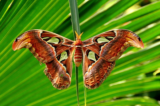 The world's largest moth is the Atlas moth.