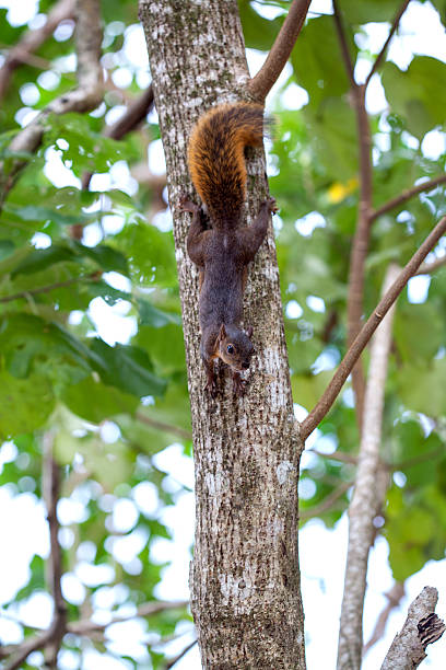Red-tailed squirrel / Costa Rica / Cahuita Red-tailed squirrel / Costa Rica / Cahuita sciurus granatensis stock pictures, royalty-free photos & images