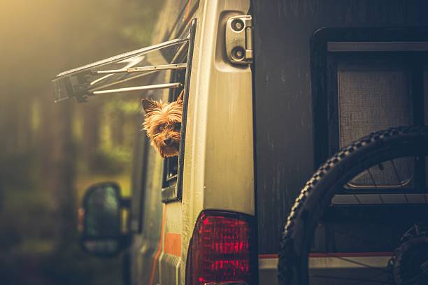 istock Motorhome Traveling with Pet 597230096