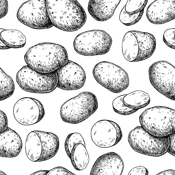 Vector illustration of Potato vector seamless pattern. Hand drawn food background.