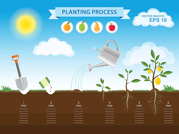 ilustraciones, imágenes clip art, dibujos animados e iconos de stock de cómo cultivar el árbol de la semilla en el jardín - root growth dirt seed