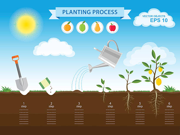 illustrations, cliparts, dessins animés et icônes de comment faire pousser l’arbre à partir de la graine dans le jardin - flower single flower leaf tree