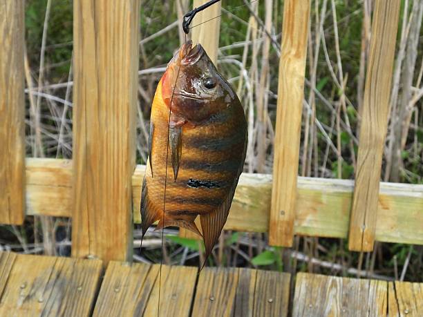 Mayan Cichlid (Cichlasoma urophthalmus) Mayan Cichlid on the fishing rod.	 cichlasomatinae stock pictures, royalty-free photos & images