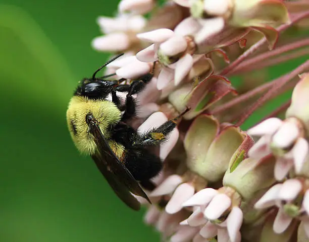 Photo of Closeup of a bumble bee on a milkweed flower