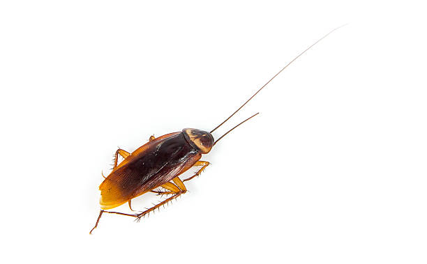 istock Cockroach on the floor upstage White 597237750