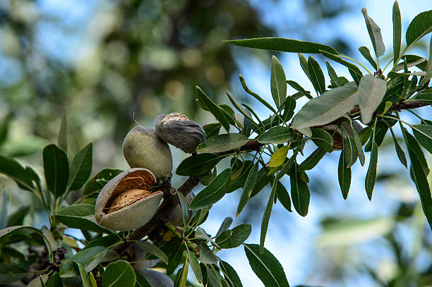 istock Close-up of Almonds Ripening on Tree 597237826