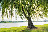 Willow tree swaying in wind by Potomac River