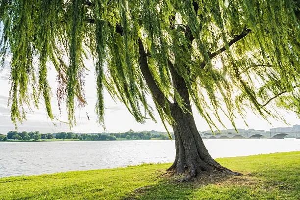 Willow tree swaying in wind by Potomac River and Arlington Memorial bridge in Washinton DC